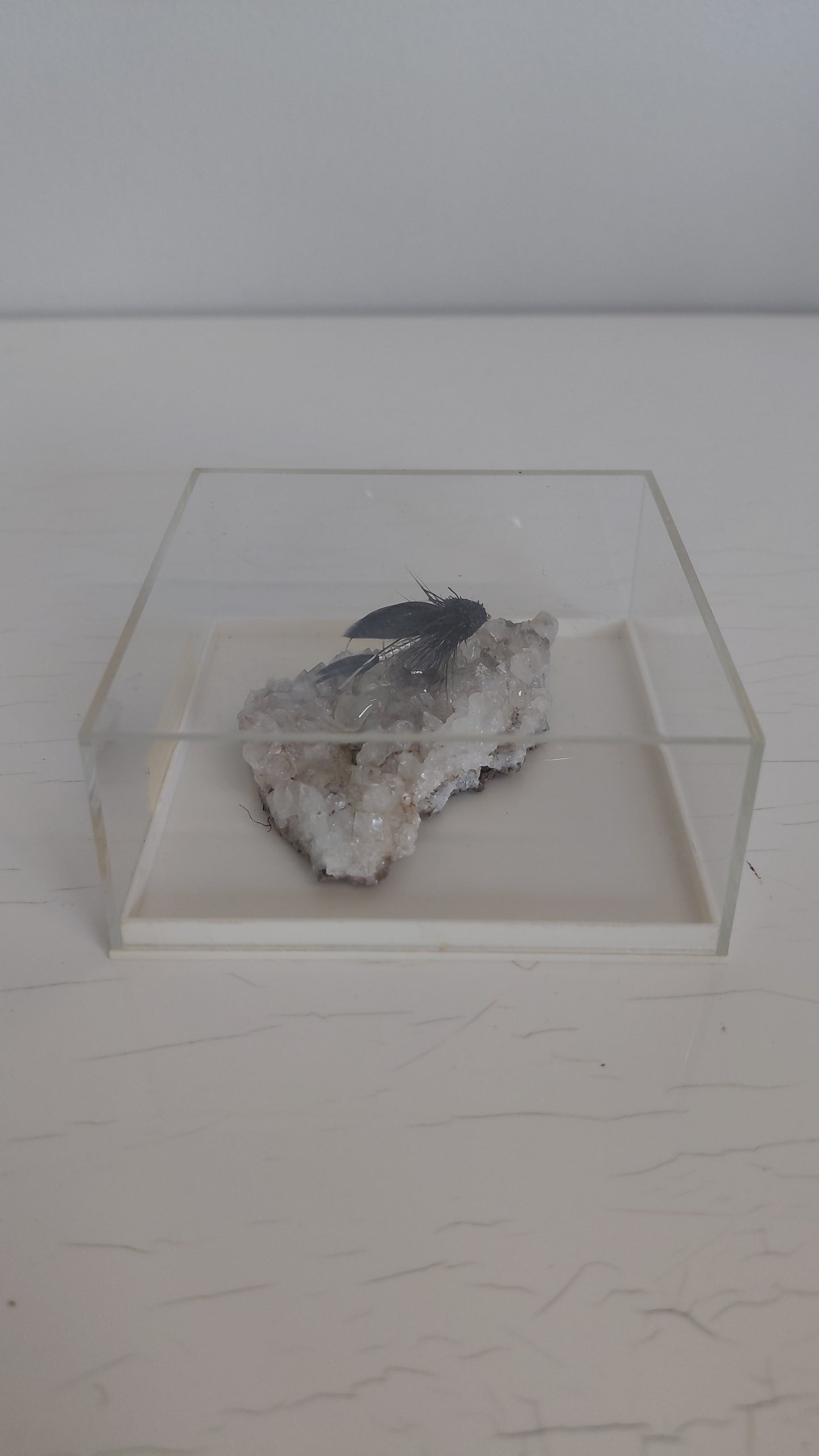 Black Mudda veiðifluga á bergkristöllum í innsigluðu boxi, Black Mudda