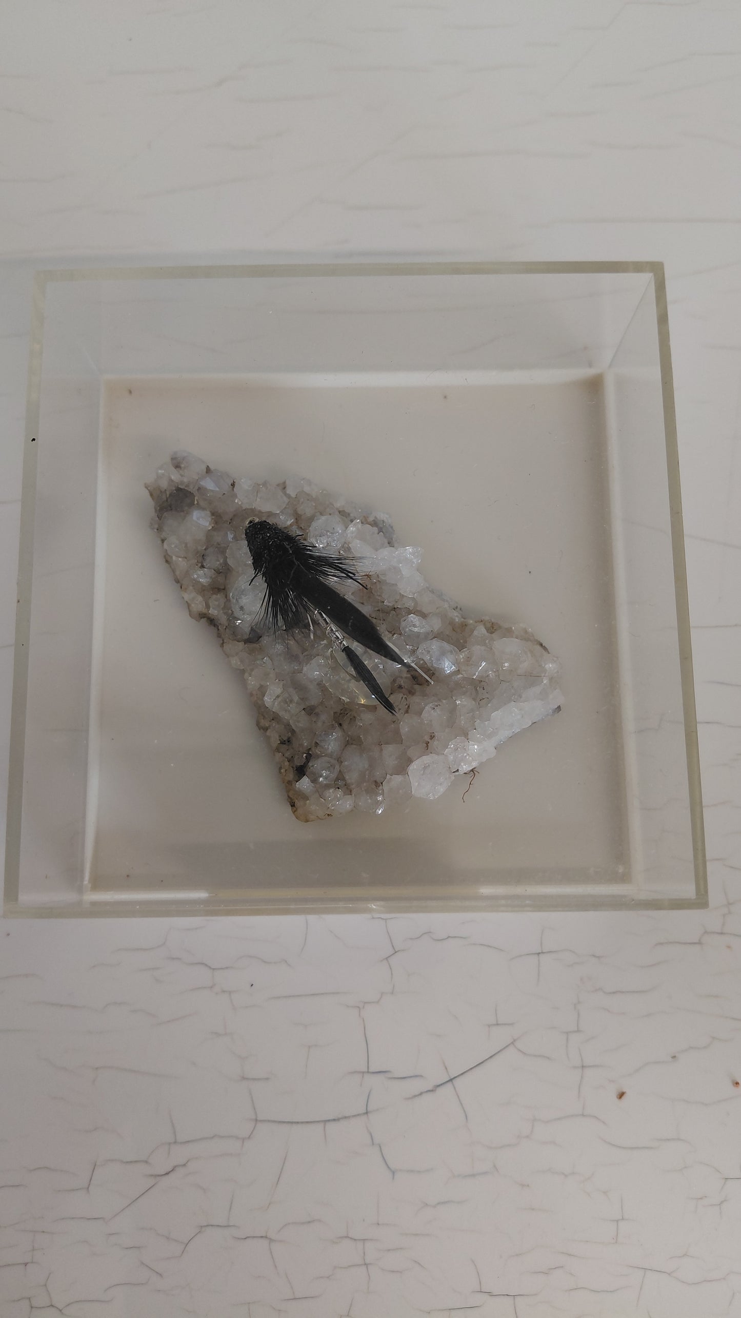 Black Mudda veiðifluga á bergkristöllum í innsigluðu boxi, Black Mudda
