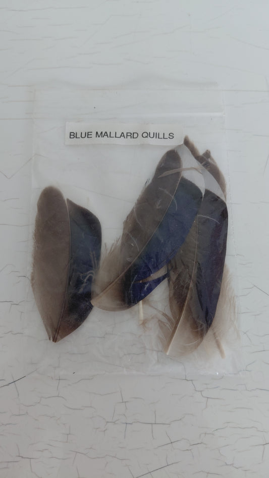 Fluguhnýtingar - fjaðrir "Blue Mallard Quills"