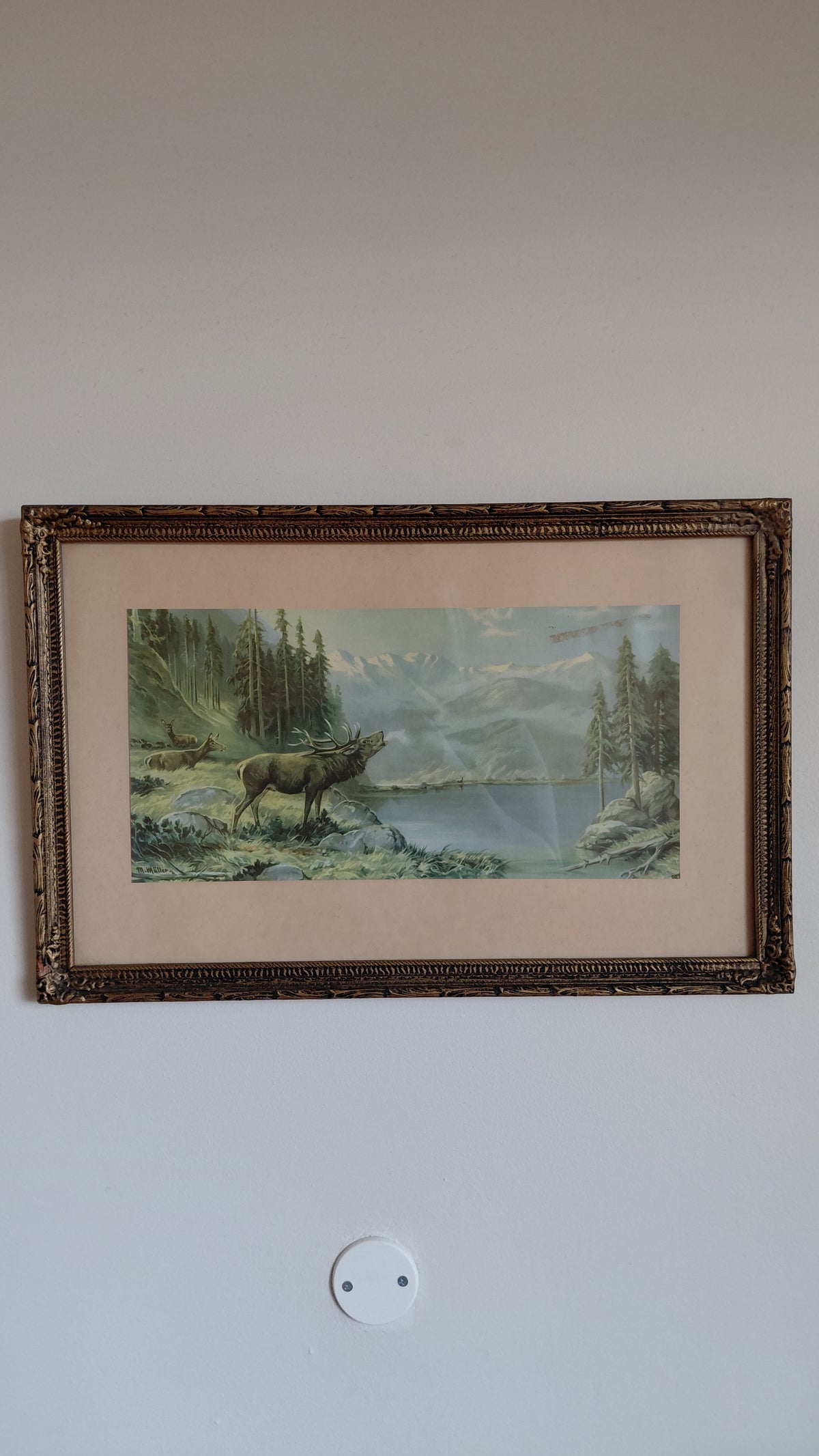 Vintage veiðimynd (1940-1960) – Krónhjörtur við fjallavatn, M. Müller