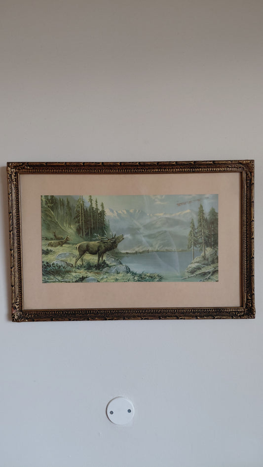 Vintage veiðimynd (1940-1960) – Krónhjörtur við fjallavatn, M. Müller