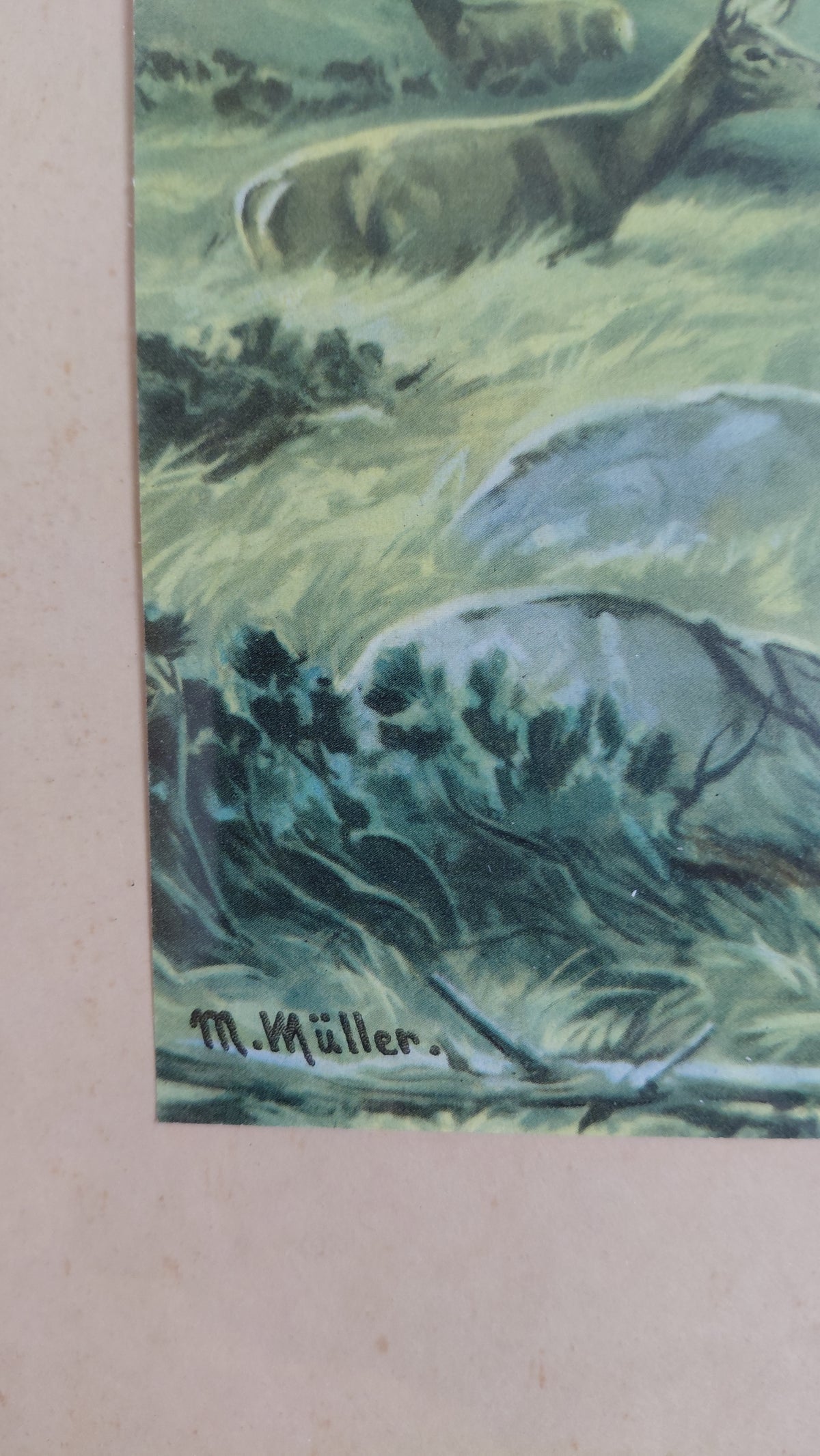 Vintage veiðimynd (1940-1960) – Krónhjörtur við fjallavatn, M. Müller